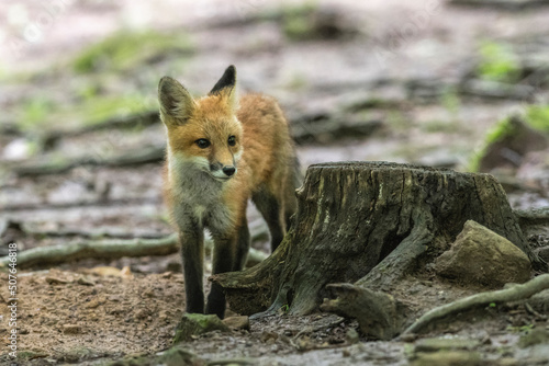 Red fox in nature © dfriend150