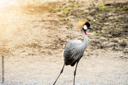 Close up of a beautiful grey crowned- crane bird on a sunny day.