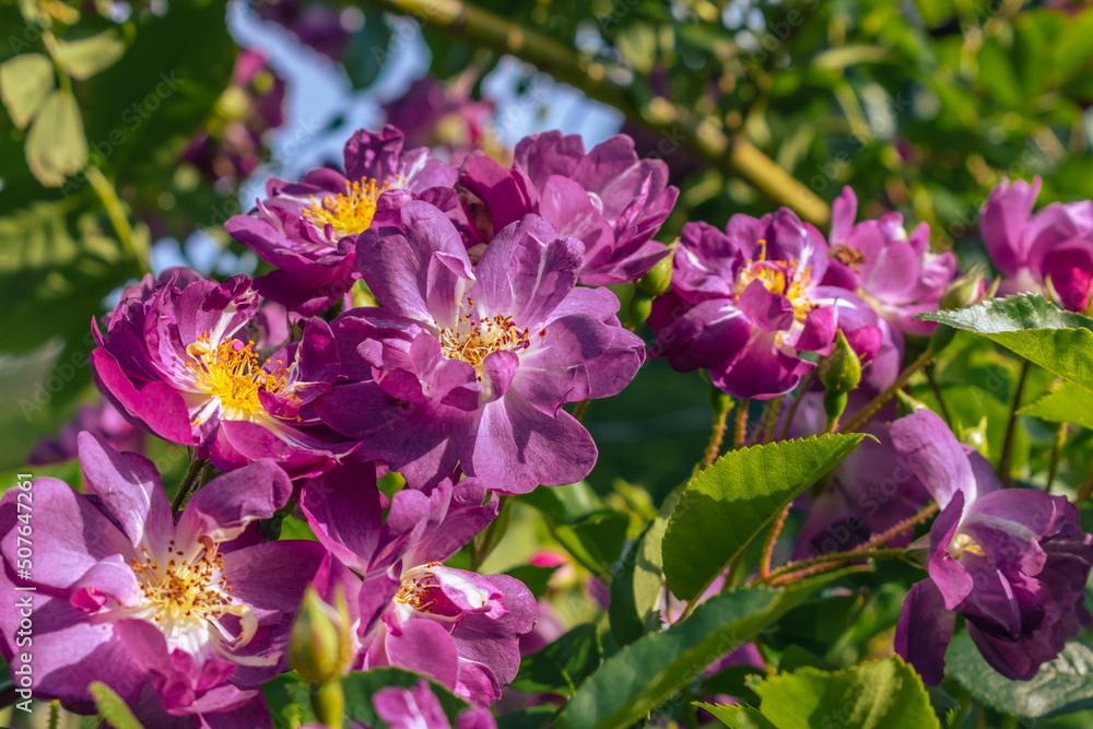 春のバラ園に咲く紫色のバラの花