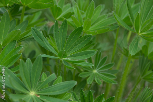 Green lupine leaves for background. Greenery in the garden.