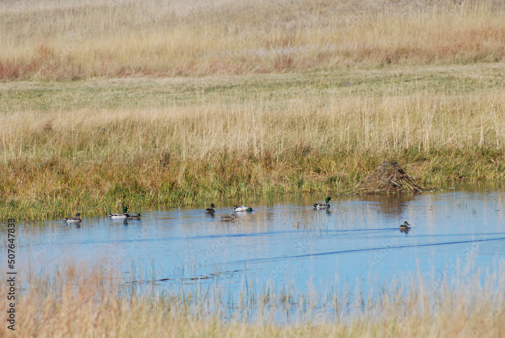 Mallards in a prairie pothole Mallards in a prairie pothole