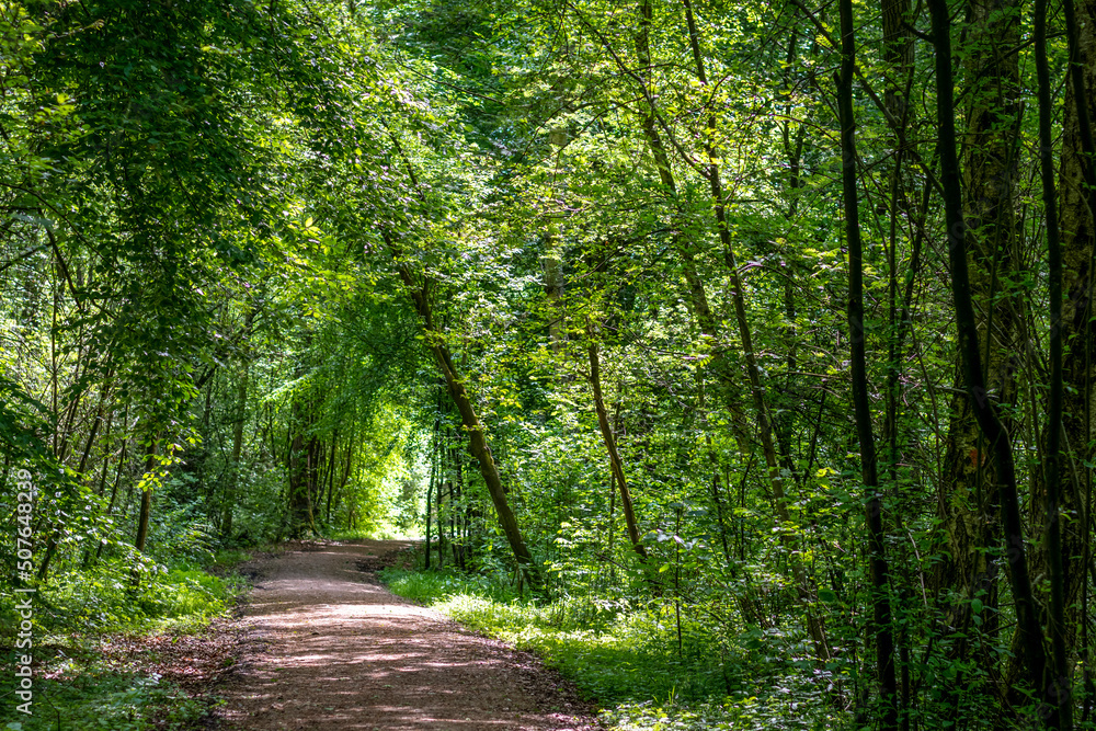 langer gerader Waldweg