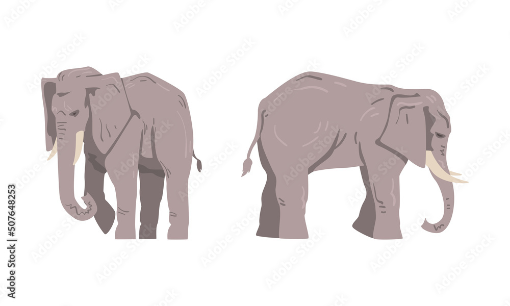 Fototapeta premium Elephant as Large African Animal with Trunk, Tusks, Ear Flaps and Massive Legs Standing and Walking Vector Set