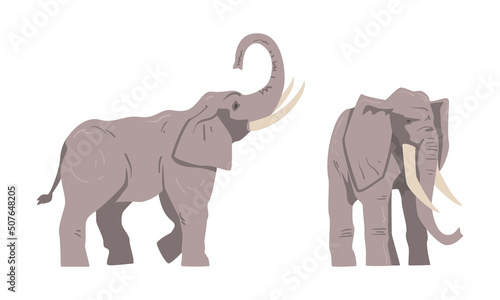 Standing Elephant as Large African Animal with Trunk, Tusks, Ear Flaps and Massive Legs Vector Set