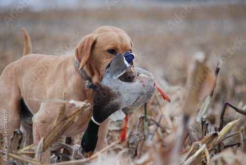 A yellow Lab retrieving a drake mallard 