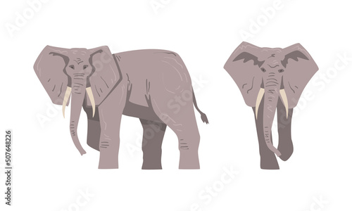 Elephant as Large African Animal with Trunk, Tusks, Ear Flaps and Massive Legs Standing and Walking Vector Set