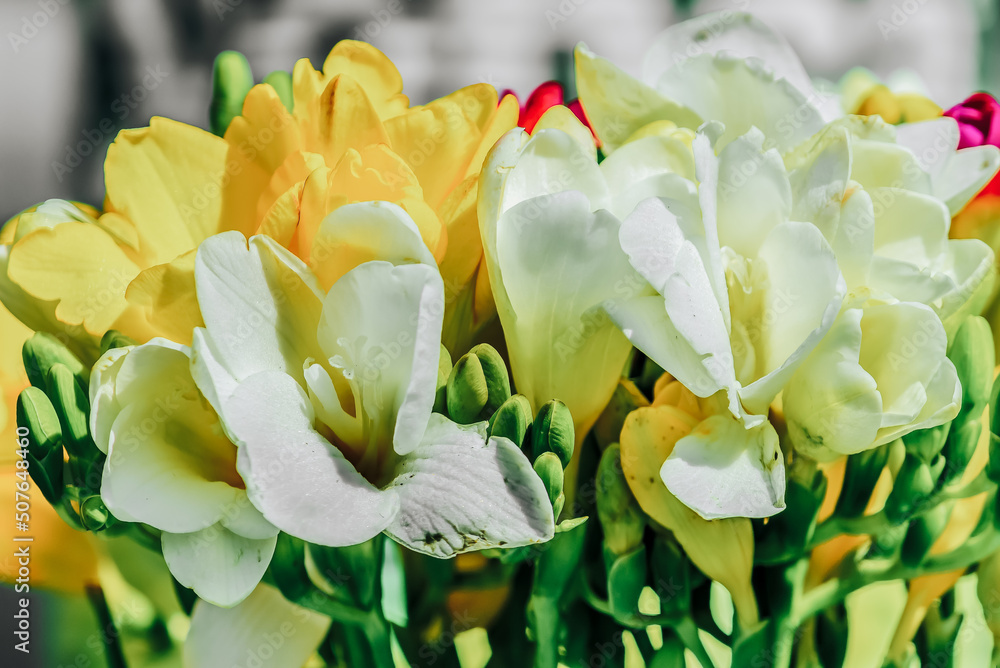 Obraz premium beautiful white and yellow Freesia flowers