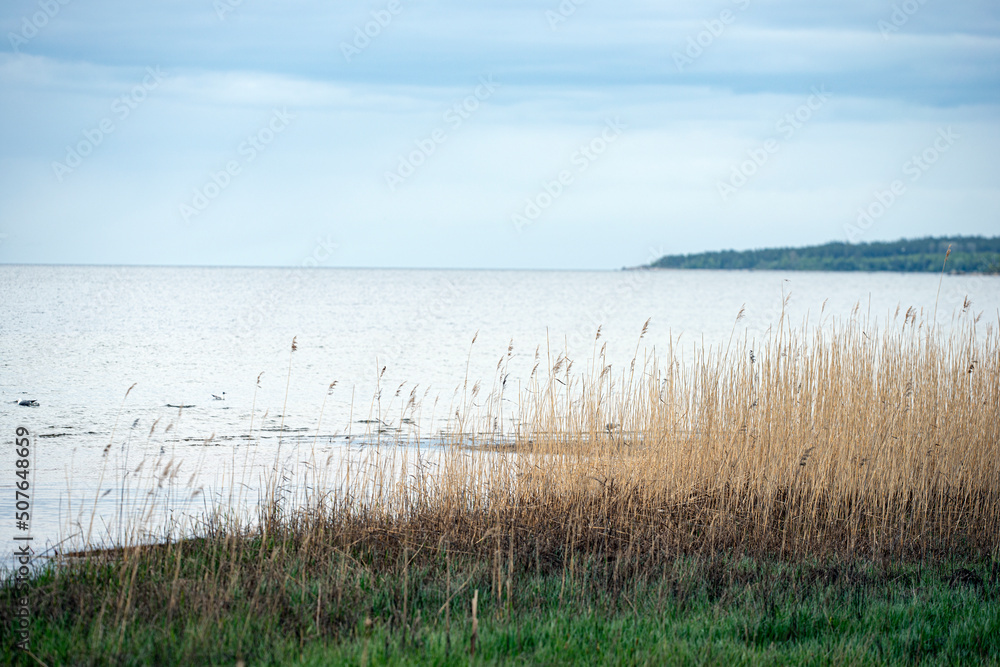 reeds in the water, bergafjärden,sweden, norrland,sverige