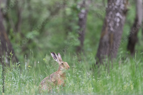 The European hare (Lepus europaeus) © Johannes Jensås