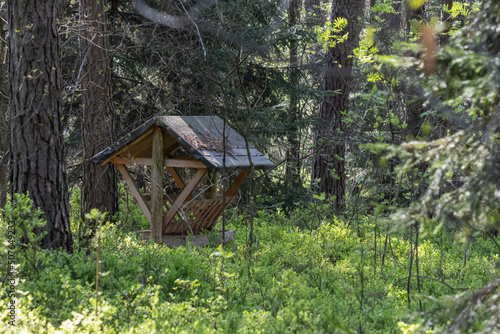 Feeder for wild animals in the Polish forest  feeding in the forest