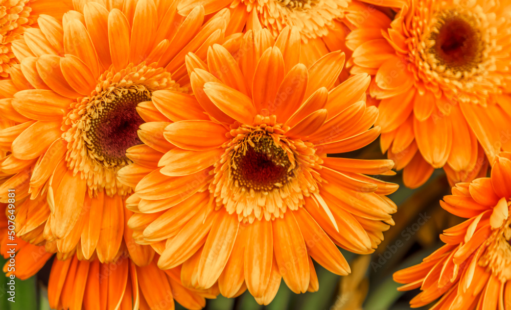 close up of the orange Gerbera Daisies close up of the orange Gerbera Daisies