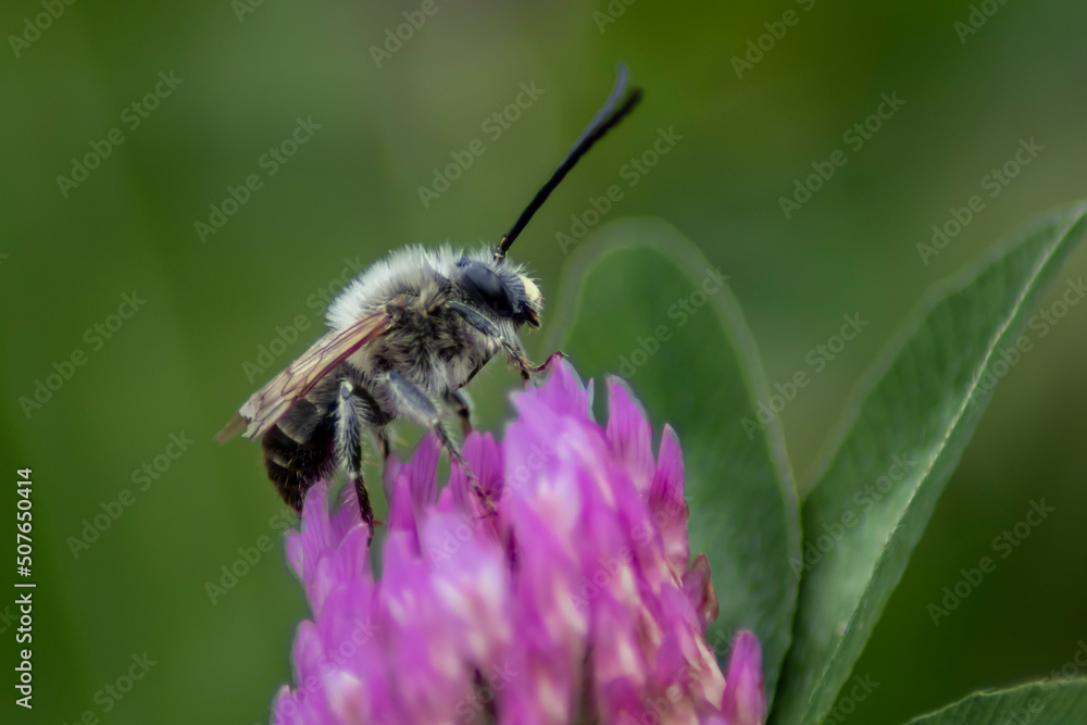 Bee Sitting on a Flower in the Garden Bee Sitting on a Flower in the Garden