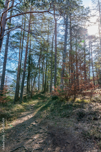 forest in autumn  Austria 