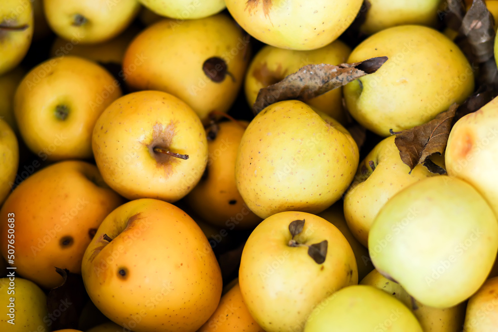 Yellow apples are in the box. Allpes background