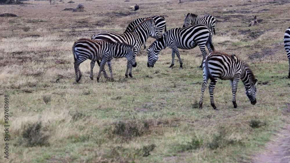 Zebras are walking and eating green grass in African savannah. National park Masai Mara, Kenya Zebras are walking and eating green grass in African savannah. National park Masai Mara, Kenya