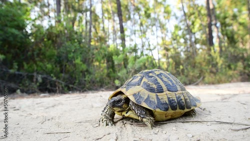 Hermann's tortoise seen on a track in the forest of Corsica near the beach of Ghisonaccia. Corsica, France. Footage in 4K and wide angle close-up.