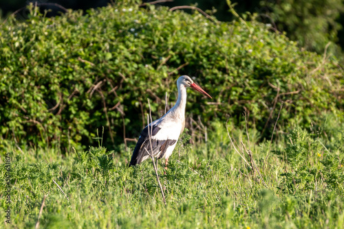 A ciconia ciconia, commonly known as the white stork, standing in a field in the evening sun photo