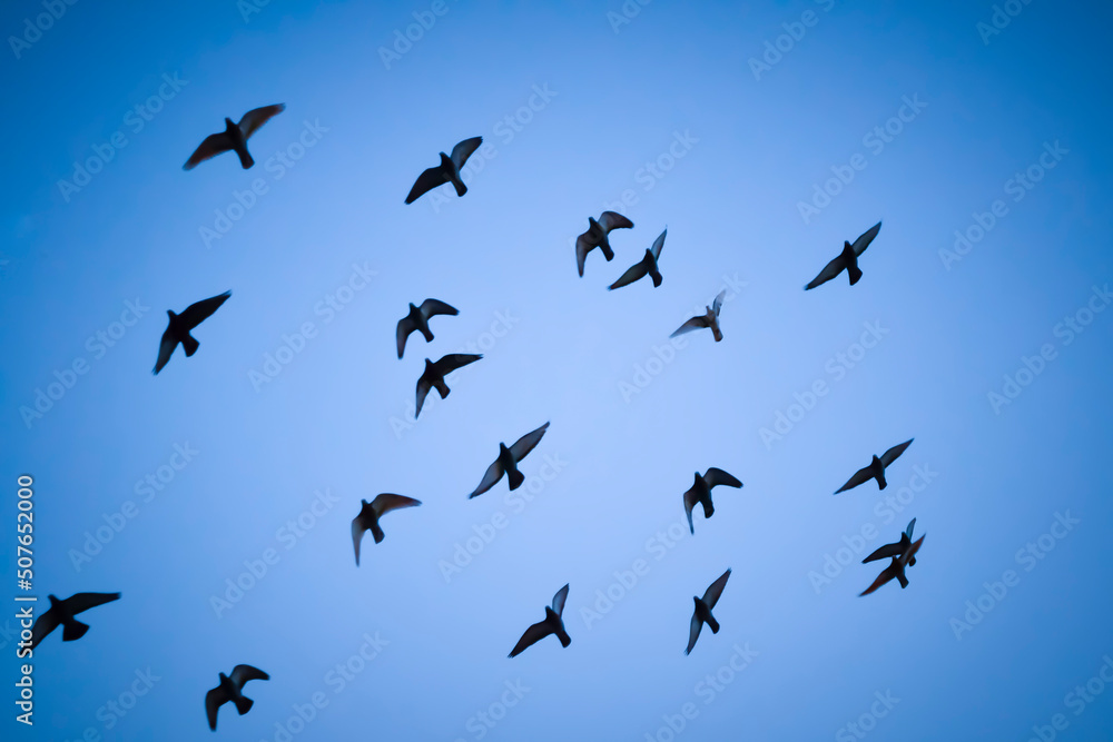 Generic shot of flock of birds in silhouette against blue evening sky Generic shot of flock of birds in silhouette against blue evening sky