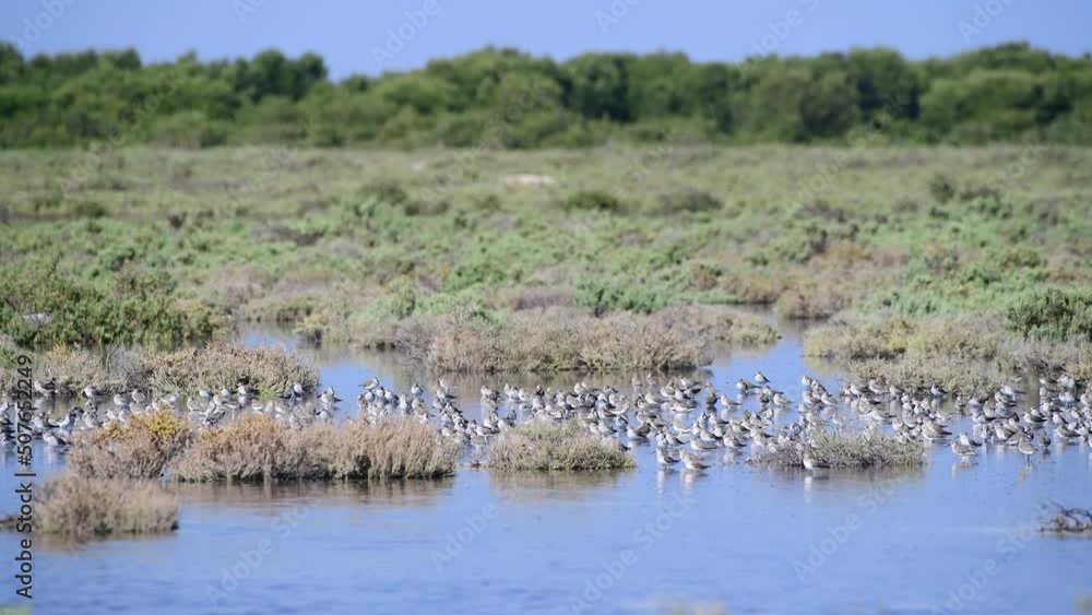 Birds in the mangrove, United Arab Emirates (UAE), Middle East, Arabian Peninsula.
Birds in the mangrove, United Arab Emirates (UAE), Middle East, Arabian Peninsula.