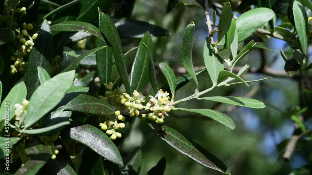 Close-up of Olive tree in bloom in may, South Of France Europe, 4k footage in real time. Close-up of Olive tree in bloom in may, South Of France Europe, 4k footage in real time.