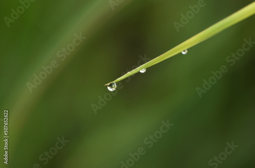 Selective focus and noise effect picture of grass with water dew in the morning.