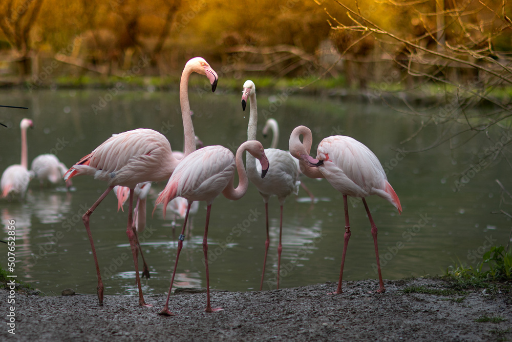 Flamingos are famous for their bright pink feathers Flamingos are famous for their bright pink feathers