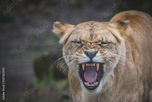 Lion female portrait of head with teeth