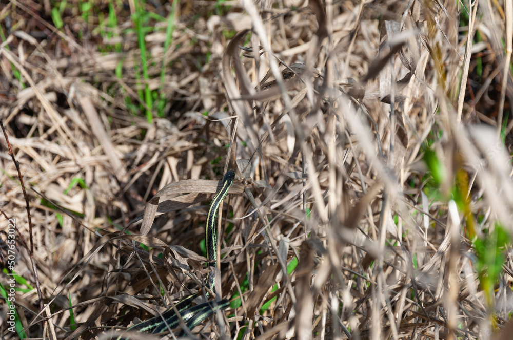 Puget Sound Gartersnake crawls in cane in the Billy Frank Jr. Nisqually National Wildlife Refuge, WA, USA Puget Sound Gartersnake crawls in cane in the Billy Frank Jr. Nisqually National Wildlife Refuge, WA, USA