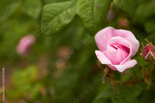 Wallpaper Mural pink rose flower Torontodigital.ca