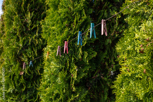 clothespins on a background of trees