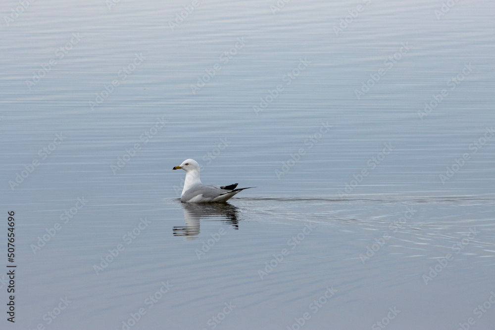 seagull in the water