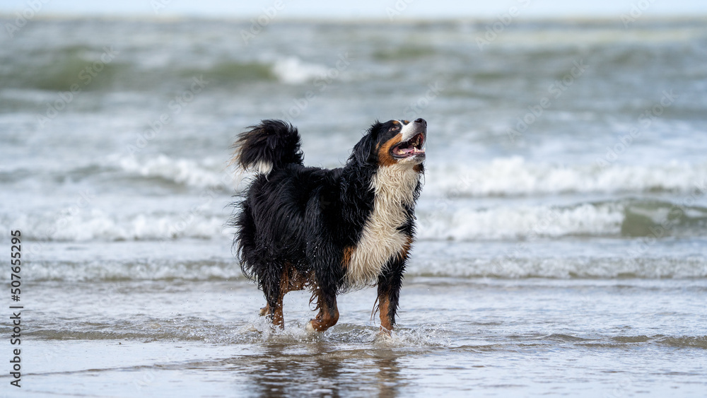 Berner senner on the beach enjoying the water in the summer and playing, having fun. Dog on the beach Berner senner on the beach enjoying the water in the summer and playing, having fun. Dog on the beach