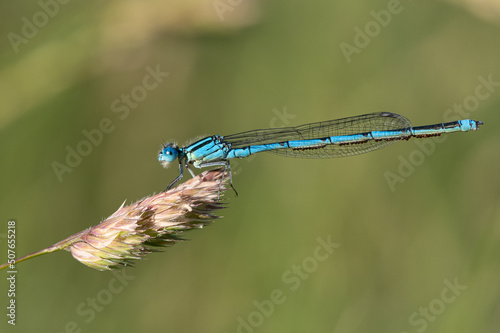 Erythromma lindenii - Goblet-marked damselfly - Naïade aux yeux bleus - Agrion de Vander Linden photo