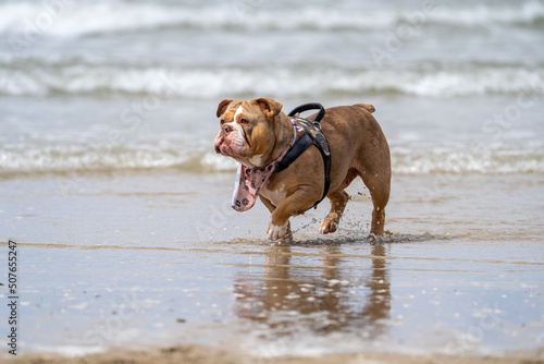 dog running on the beach © LDC