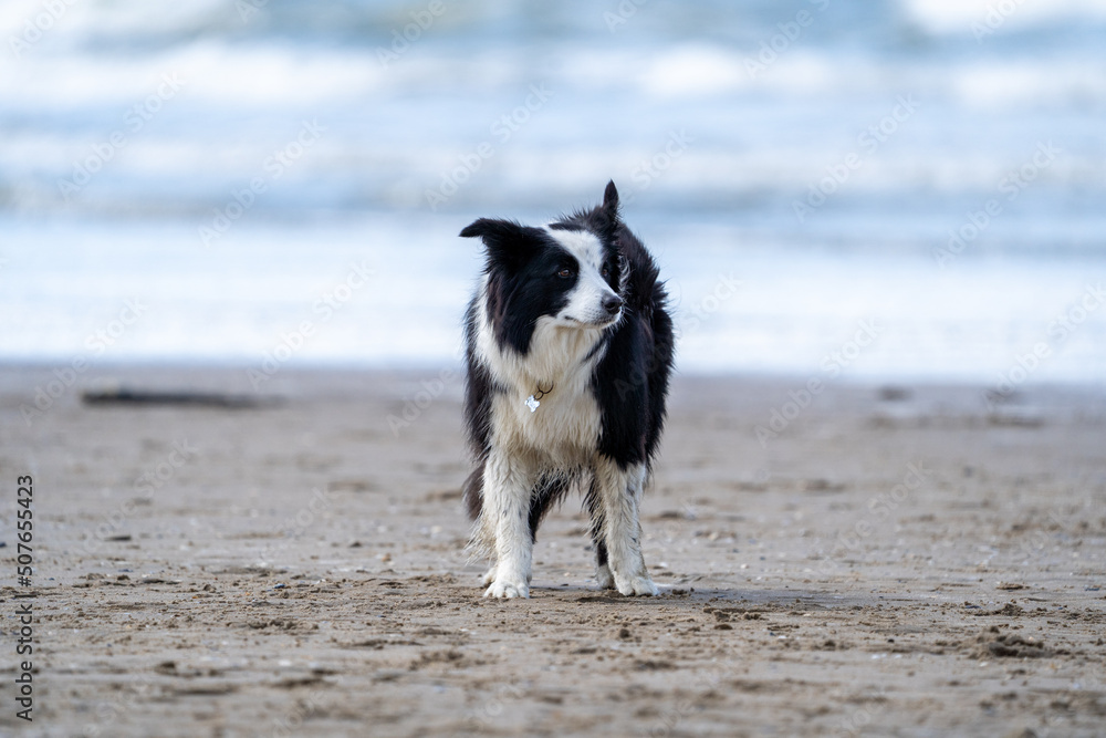 Border Collie plays in the beach. Dog on the beach. Dog in summertime with sand and the sea in the background. Border Collie plays in the beach. Dog on the beach. Dog in summertime with sand and the sea in the background.