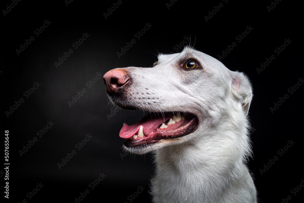 Portrait of a white dog, on an isolated black background.