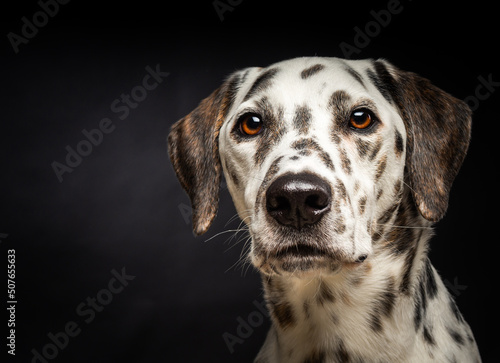 Portrait of a Dalmatian dog, on an isolated black background.