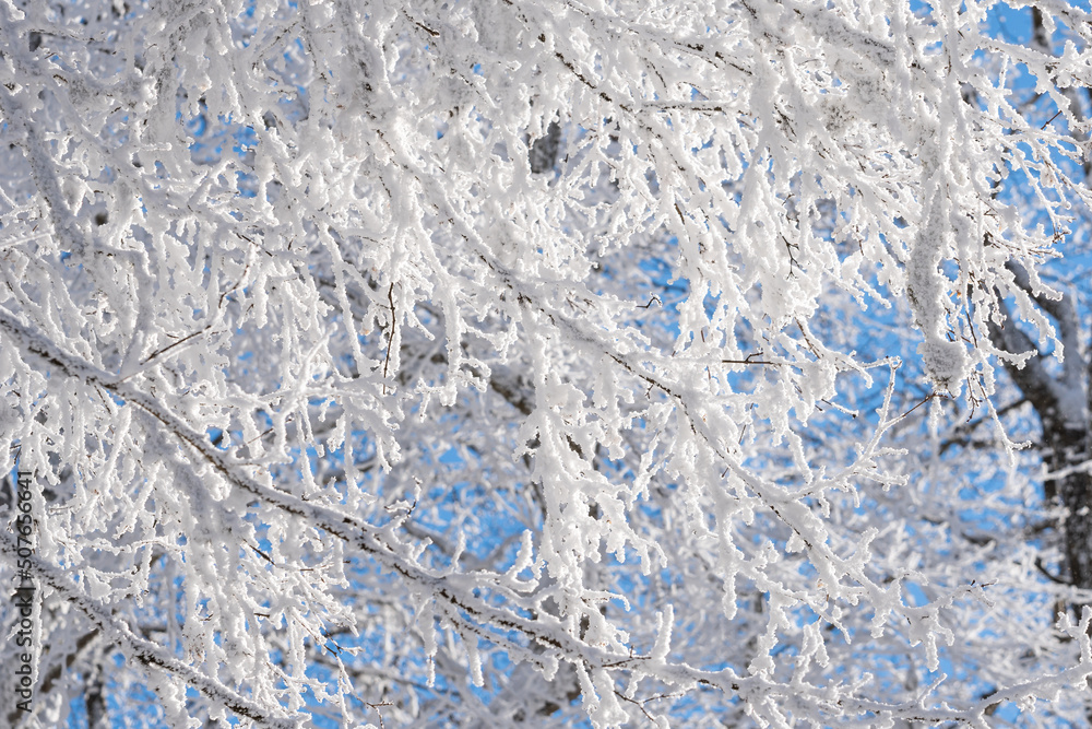 Branches covered with snow against the blue sky. Sabaduri forest. Landscape Branches covered with snow against the blue sky. Sabaduri forest. Landscape