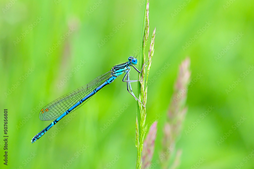 Dragonfly hold on dry branches and copy space .Dragonfly in the nature. Dragonfly in the nature habitat. Beautiful nature scene with dragonfly outdoor.a background wallpaper. Dragonfly hold on dry branches and copy space .Dragonfly in the nature. Dragonfly in the nature habitat. Beautiful nature scene with dragonfly outdoor.a background wallpaper.