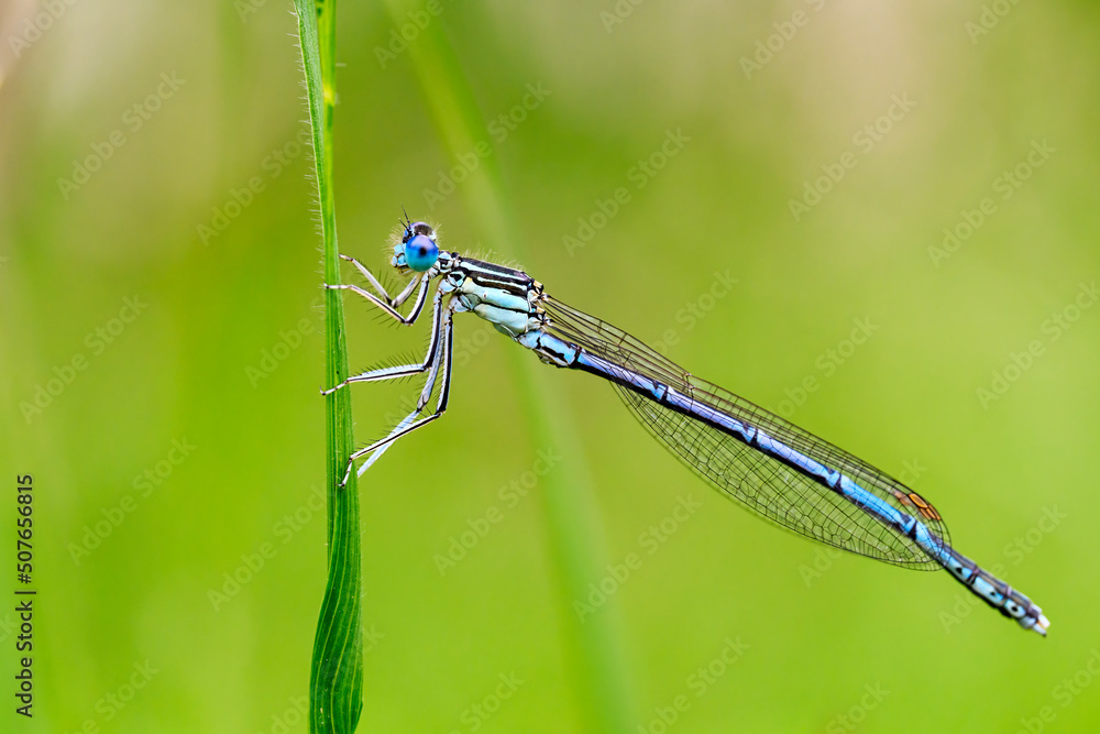 Dragonfly hold on dry branches and copy space .Dragonfly in the nature. Dragonfly in the nature habitat. Beautiful nature scene with dragonfly outdoor.a background wallpaper. Dragonfly hold on dry branches and copy space .Dragonfly in the nature. Dragonfly in the nature habitat. Beautiful nature scene with dragonfly outdoor.a background wallpaper.