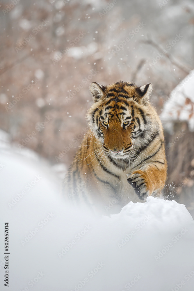 Obraz premium A tiger in the forest enjoys the fresh snow.
