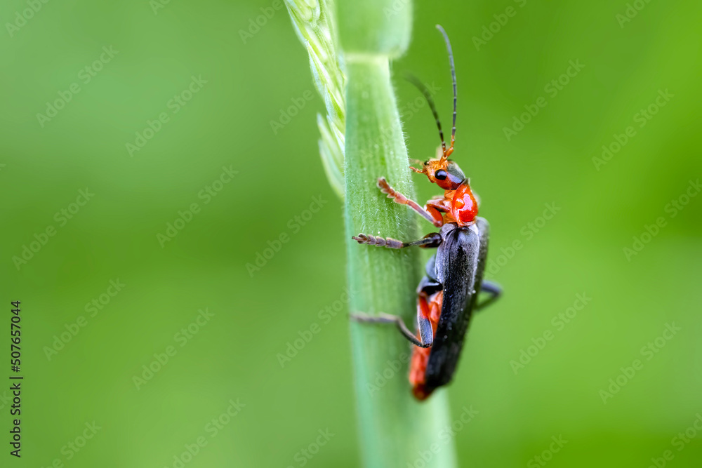 Naklejka premium The beetle climbs in a meadow on a stalk of a flower.