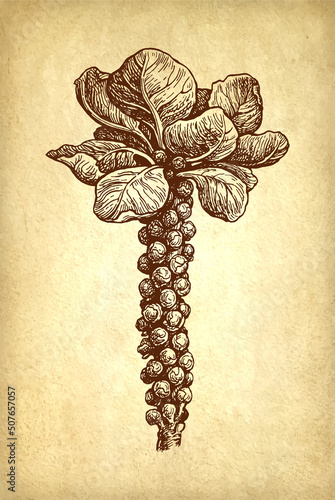Brussels sprout ink sketch.