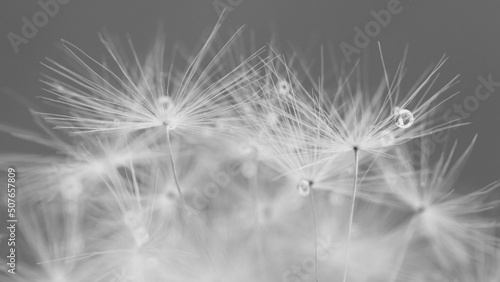 Pusteblume Detailaufnahme mit Wassertropfen © Yvonne Weis