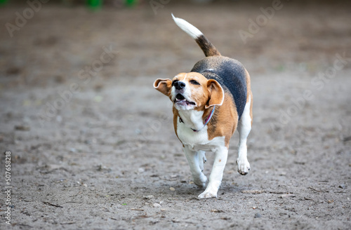 the dogs that play together