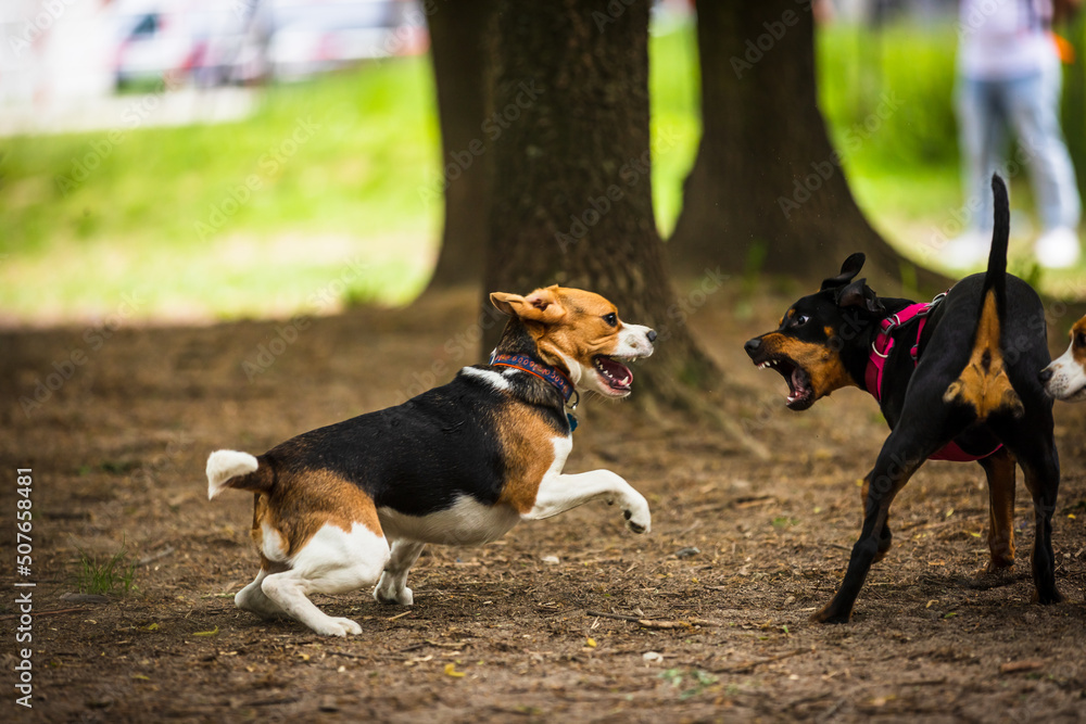 the dogs that play together the dogs that play together
