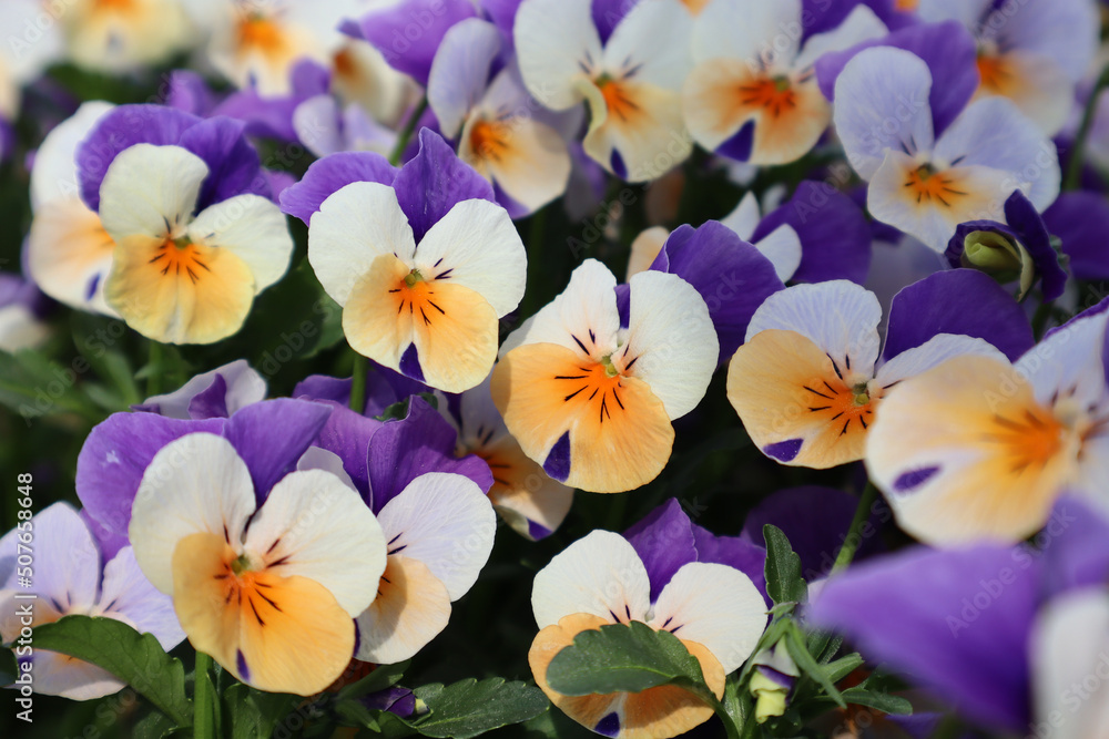 viola tricolor, stiefmütterchen, gartenstiefmütterchen, blume