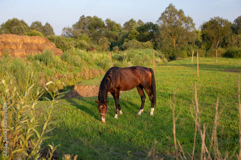 A beautiful Bay horse grazes on a green meadow in the village at sunset A beautiful Bay horse grazes on a green meadow in the village at sunset