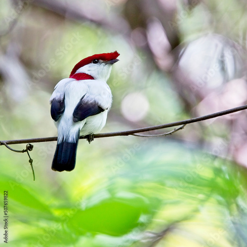Fotografija Araripe Manakin (Antilophia bokermanni), male perched, Cerrado do Araripe, Brazil