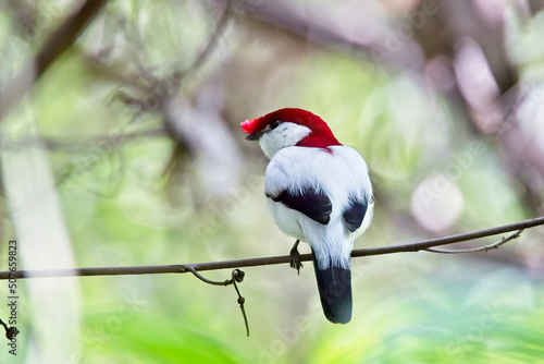 Slika na platnu Araripe Manakin (Antilophia bokermanni), male, Cerrado do Araripe, Brazil